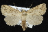  ( - CNCLEP 92315)  @14 [ ] CreativeCommons - Attribution (2013) CNC/CBG Photography Group Centre for Biodiversity Genomics