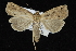  ( - CNCLEP 92316)  @11 [ ] CreativeCommons - Attribution (2013) CNC/CBG Photography Group Centre for Biodiversity Genomics