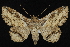  (Zale lafontainei - CNCLEP 92321)  @15 [ ] CreativeCommons - Attribution (2013) CNC/CBG Photography Group Centre for Biodiversity Genomics