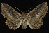  ( - CNCLEP 92322)  @15 [ ] CreativeCommons - Attribution (2013) CNC/CBG Photography Group Centre for Biodiversity Genomics