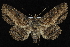  (Zale smithi - CNCLEP 92329)  @14 [ ] CreativeCommons - Attribution (2013) CNC/CBG Photography Group Centre for Biodiversity Genomics