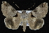  ( - CNCLEP 92330)  @13 [ ] CreativeCommons - Attribution (2013) CNC/CBG Photography Group Centre for Biodiversity Genomics