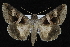  ( - CNCLEP 92331)  @13 [ ] CreativeCommons - Attribution (2013) CNC/CBG Photography Group Centre for Biodiversity Genomics