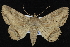  (Zale fictilis - CNCLEP 92334)  @15 [ ] CreativeCommons - Attribution (2013) CNC/CBG Photography Group Centre for Biodiversity Genomics