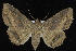  ( - CNCLEP 92335)  @14 [ ] CreativeCommons - Attribution (2013) CNC/CBG Photography Group Centre for Biodiversity Genomics