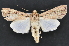  (Protogygia rufescens - CNCLEP 92349)  @14 [ ] CreativeCommons - Attribution (2013) CNC/CBG Photography Group Centre for Biodiversity Genomics