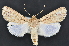  ( - CNCLEP 92350)  @14 [ ] CreativeCommons - Attribution (2013) CNC/CBG Photography Group Centre for Biodiversity Genomics