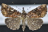  (Hypena vetustalis - CNCLEP 94269)  @15 [ ] CreativeCommons - Attribution (2013) CBG Photography Group Centre for Biodiversity Genomics
