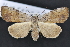  (Ipnista - CNCLEP 94270)  @15 [ ] CreativeCommons - Attribution (2013) CBG Photography Group Centre for Biodiversity Genomics
