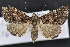  (Coxina cinctipalpis - CNCLEP 94271)  @14 [ ] CreativeCommons - Attribution (2013) CBG Photography Group Centre for Biodiversity Genomics