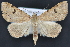  (Hemeroplanis sp - CNCLEP 94272)  @15 [ ] CreativeCommons - Attribution (2013) CBG Photography Group Centre for Biodiversity Genomics