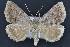  ( - CNCLEP 94282)  @13 [ ] CreativeCommons - Attribution (2013) CBG Photography Group Centre for Biodiversity Genomics