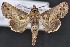  ( - CNCLEP 94284)  @15 [ ] CreativeCommons - Attribution (2013) CBG Photography Group Centre for Biodiversity Genomics