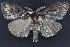  ( - CNCLEP 94290)  @14 [ ] CreativeCommons - Attribution (2013) CBG Photography Group Centre for Biodiversity Genomics