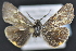  ( - CNCLEP 94294)  @12 [ ] CreativeCommons - Attribution (2013) CBG Photography Group Centre for Biodiversity Genomics