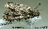  ( - acrorev210)  @12 [ ] CreativeCommons - Attribution (2013) CNC/CBG Photography Group Centre for Biodiversity Genomics