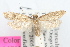  ( - DDAV-D670)  @13 [ ] CreativeCommons - Attribution (2010) Unspecified Centre for Biodiversity Genomics