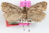  (Acrolophus anaplosus - DDAV-D673)  @11 [ ] CreativeCommons - Attribution (2010) Unspecified Centre for Biodiversity Genomics