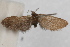  ( - DDAV-D286)  @11 [ ] CreativeCommons - Attribution (2010) Unspecified Centre for Biodiversity Genomics