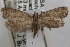  (Acrolophus acornus - DDAV-D374)  @13 [ ] CreativeCommons - Attribution (2010) Unspecified Centre for Biodiversity Genomics