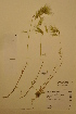  ( - TRH49658)  @11 [ ] CreativeCommons - Attribution Non-Commercial Share-Alike (2012) NTNU Museum of Natural History and Archaeology NTNU Museum of Natural History and Archaeology