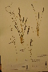  (Baldellia - TRH49293)  @11 [ ] CreativeCommons - Attribution Non-Commercial Share-Alike (2012) NTNU Museum of Natural History and Archaeology NTNU Museum of Natural History and Archaeology