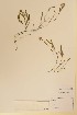  ( - TRH246160)  @11 [ ] CreativeCommons - Attribution Non-Commercial Share-Alike (2015) NTNU University Museum, Department of Natural History NTNU University Museum, Department of Natural History