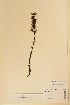  ( - TRH15716)  @11 [ ] CreativeCommons - Attribution Non-Commercial Share-Alike (2015) NTNU University Museum, Department of Natural History NTNU University Museum, Department of Natural History