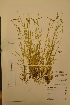  ( - TRH32734)  @11 [ ] CreativeCommons - Attribution Non-Commercial Share-Alike (2012) NTNU Museum of Natural History and Archaeology NTNU Museum of Natural History and Archaeology