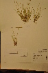  ( - TRH49304)  @11 [ ] CreativeCommons - Attribution Non-Commercial Share-Alike (2012) NTNU Museum of Natural History and Archaeology NTNU Museum of Natural History and Archaeology