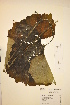  ( - TRHV 46204)  @11 [ ] CreativeCommons - Attribution Non-Commercial Share-Alike (2012) NTNU Museum of Natural History and Archaeology NTNU Museum of Natural History and Archaeology