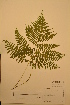  (Diplazium sibiricum - TRH31880)  @11 [ ] CreativeCommons - Attribution Non-Commercial Share-Alike (2012) NTNU Museum of Natural History and Archaeology NTNU Museum of Natural History and Archaeology