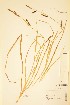  ( - TRH246211)  @11 [ ] CreativeCommons - Attribution Non-Commercial Share-Alike (2015) NTNU University Museum, Department of Natural History NTNU University Museum, Department of Natural History