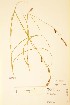  ( - TRH33671)  @11 [ ] CreativeCommons - Attribution Non-Commercial Share-Alike (2015) NTNU University Museum, Department of Natural History NTNU University Museum, Department of Natural History