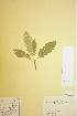  (Sorbus lancifolia - TRHV 313819)  @11 [ ] CreativeCommons - Attribution Non-Commercial Share-Alike (2012) NTNU Museum of Natural History and Archaeology NTNU Museum of Natural History and Archaeology