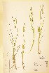  ( - TRH254648)  @11 [ ] CreativeCommons - Attribution Non-Commercial Share-Alike (2015) NTNU University Museum, Department of Natural History NTNU University Museum, Department of Natural History