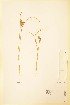  ( - TRH32665)  @11 [ ] CreativeCommons - Attribution Non-Commercial Share-Alike (2015) NTNU University Museum, Department of Natural History NTNU University Museum, Department of Natural History