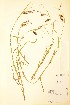  ( - TRH92695)  @11 [ ] CreativeCommons - Attribution Non-Commercial Share-Alike (2015) NTNU University Museum, Department of Natural History NTNU University Museum, Department of Natural History