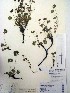  (Potentilla verna - TRHV 153026)  @11 [ ] CreativeCommons - Attribution Non-Commercial Share-Alike (2013) NTNU Museum of Natural History and Archaeology NTNU Museum of Natural History and Archaeology