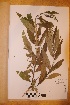  (Salix gmelinii - TRH-V-33434)  @11 [ ] Copyright (2014) NTNU University Museum, Department of Natural History NTNU University Museum, Department of Natural History