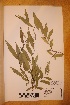  (Salix x rubens - TRH-V-45769)  @11 [ ] Copyright (2014) NTNU University Museum, Department of Natural History NTNU University Museum, Department of Natural History