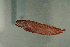  (Ogilbia sp. 3 New Caledonia - MNHN_PE170)  @11 [ ] CreativeCommons - Attribution Non-Commercial Share-Alike (2014) Michel Kulbicki IRD