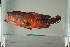  ( - MNHN_PE317)  @13 [ ] CreativeCommons - Attribution Non-Commercial Share-Alike (2014) Michel Kulbicki IRD