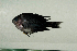  (Pomacentrus philippinus - MNHN_PE321)  @11 [ ] CreativeCommons - Attribution Non-Commercial Share-Alike (2014) Michel Kulbicki IRD
