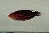  ( - MNHN_PE349)  @12 [ ] CreativeCommons - Attribution Non-Commercial Share-Alike (2014) Michel Kulbicki IRD