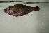  ( - MNHN_PE540)  @11 [ ] CreativeCommons - Attribution Non-Commercial Share-Alike (2014) Michel Kulbicki IRD