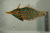  ( - MNHN_PE673)  @14 [ ] CreativeCommons - Attribution Non-Commercial Share-Alike (2014) Michel Kulbicki IRD