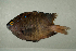  ( - MNHN_PE711)  @13 [ ] CreativeCommons - Attribution Non-Commercial Share-Alike (2014) Michel Kulbicki IRD