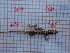  ( - CN1045)  @14 [ ] CreativeCommons - Attribution Non-Commercial No Derivatives (2015) Raquel Vasconcelos IBE, Institute of Evolutionary Biology (CSIC-UPF)