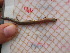  ( - CN1162)  @11 [ ] CreativeCommons - Attribution Non-Commercial No Derivatives (2015) Raquel Vasconcelos IBE, Institute of Evolutionary Biology (CSIC-UPF)